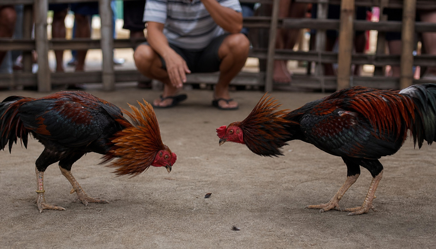 Consigli essenziali per massimizzare le vincite nel gioco del pollo